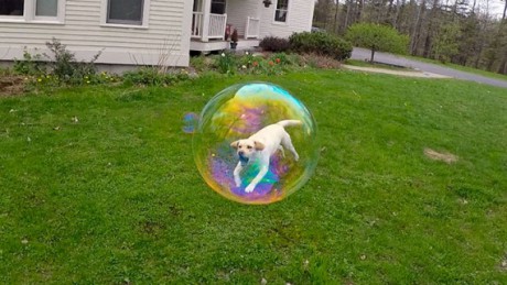 Pes v bubline..